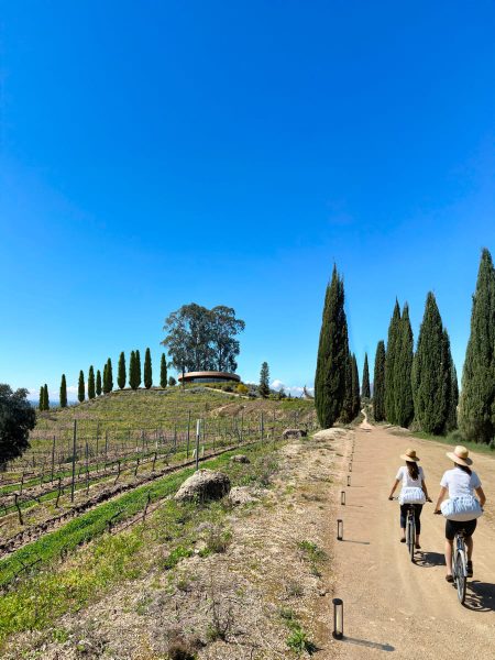 Scenic countryside cycling path lined with cypress trees and vineyard on a sunny summer day - QVVV Master Plan